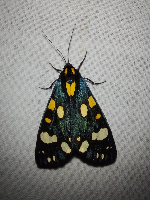 Callimorpha dominula - fémes medvelepke