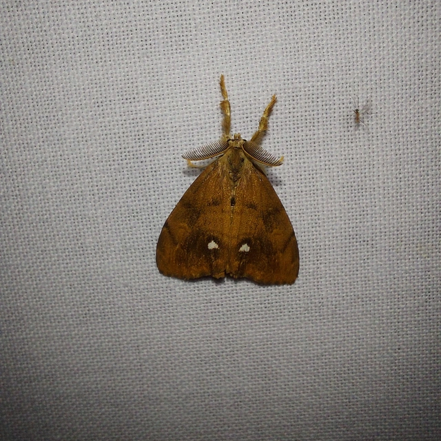 Orgyia antiqua - rozsdabarna kisszövő