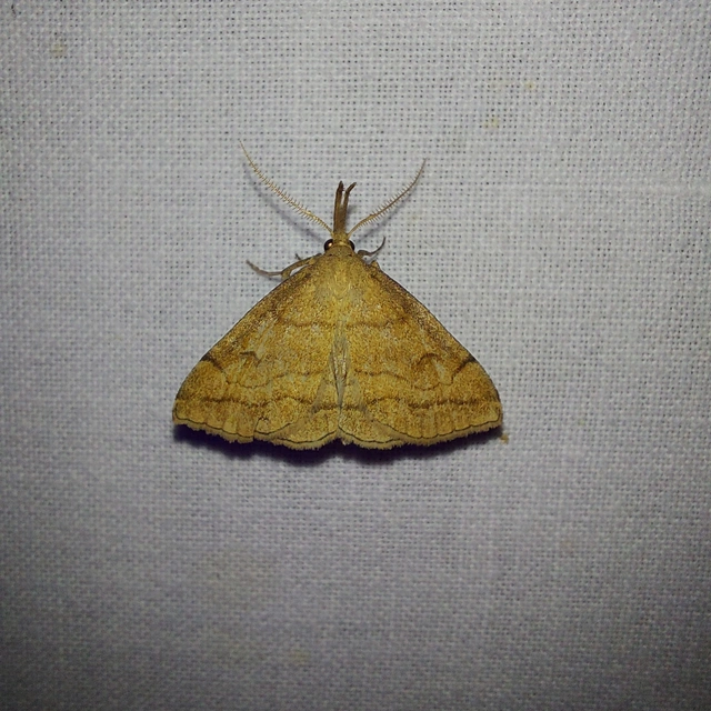 Polypogon gryphalis - láperdei karcsúbagoly