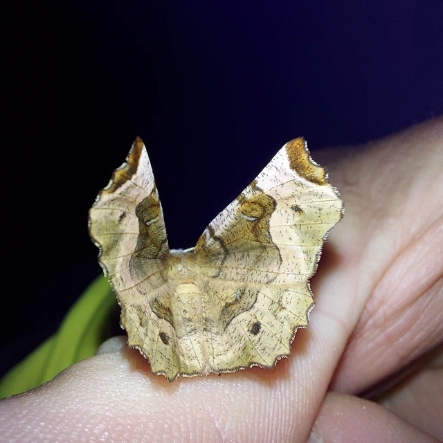 Selenia tetralunaria - négyfoltos holdasaraszoló