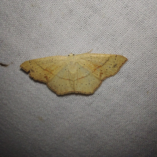 Cyclophora punctaria - sávos pettyesaraszoló
