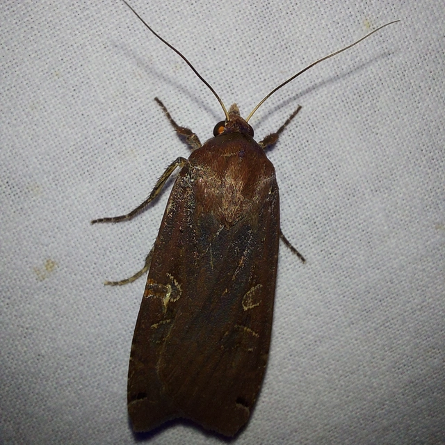 Noctua pronuba - nagy sárgafűbagoly