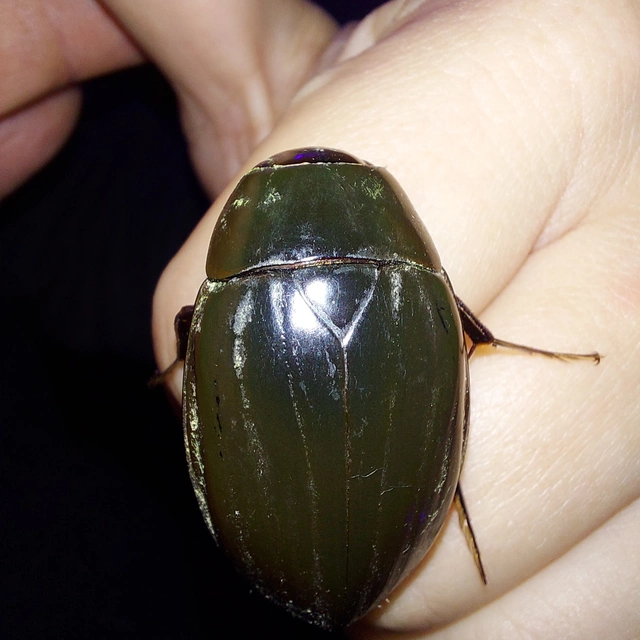 Hydrophilus piceus - közönséges óriáscsibor
