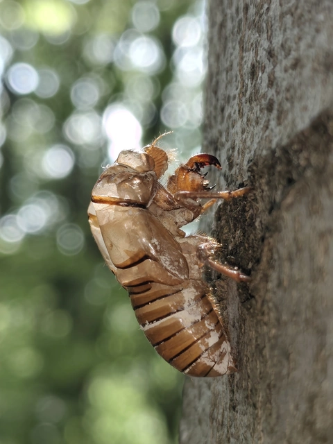 Cicadidae - énekeskabócák