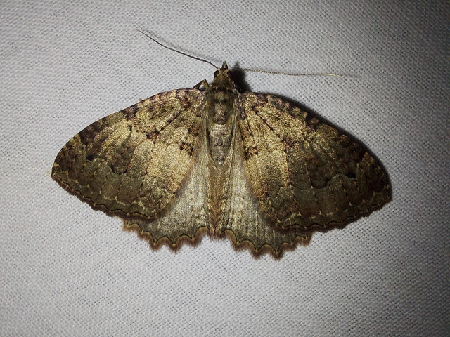 Triphosa dubitata - kutyabenge-araszoló