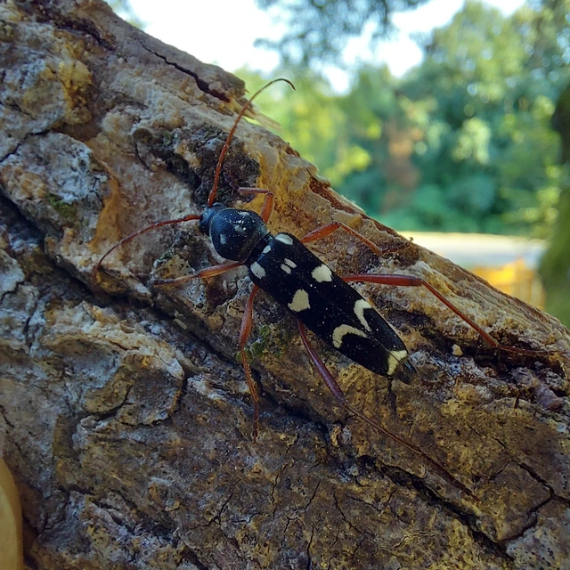 Isotomus speciosus - nyírfa-darázscincér
