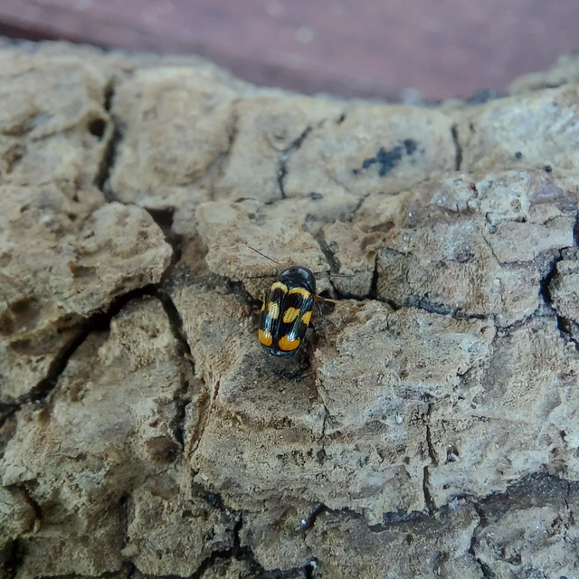 Cryptocephalus anticus - réti zömökbogár