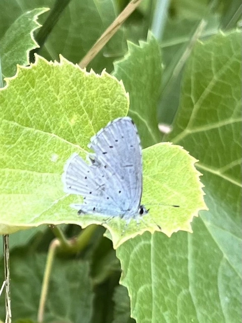 Celastrina argiolus - bengeboglárka