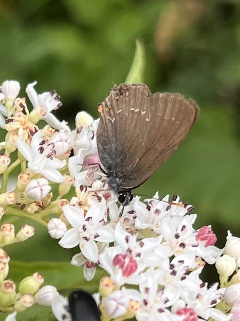 Satyrium ilicis - tölgyfa-csücsköslepke