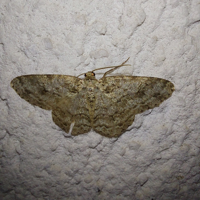 Ectropis crepuscularia - avararaszoló