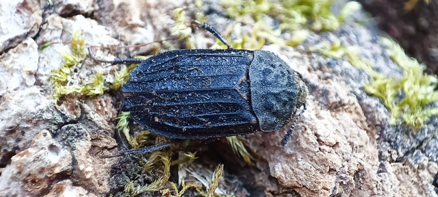 Thanatophilus sinuatus - hegyesvállú dögbogár