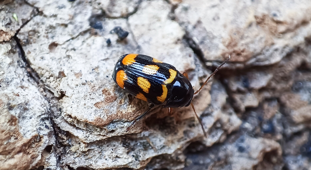 Cryptocephalus anticus - réti zömökbogár
