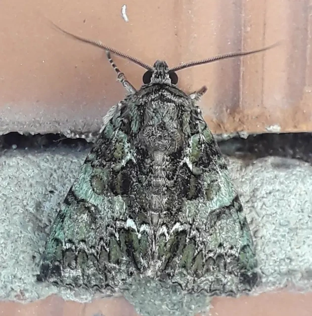 Polyphaenis sericata - selyemfényű erdeibagoly