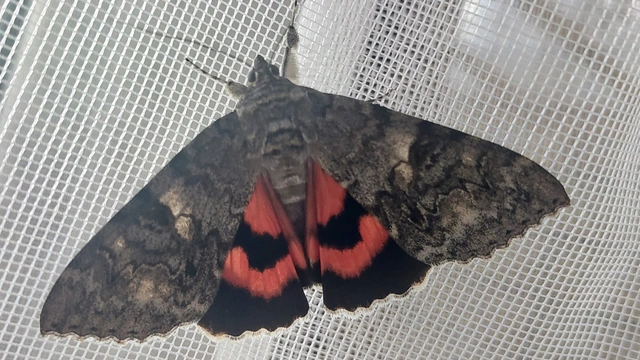 Catocala nupta - piros övesbagoly