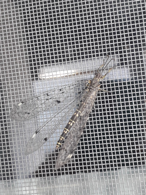 Distoleon tetragrammicus - négyfoltos hangyaleső