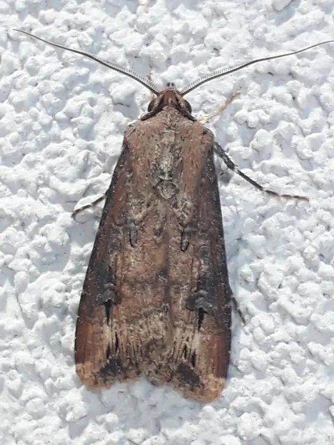 Agrotis ipsilon - nagy földibagoly
