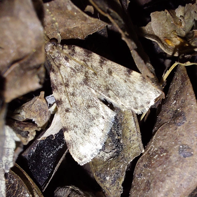 Aglossa pinguinalis - zsiradékmoly