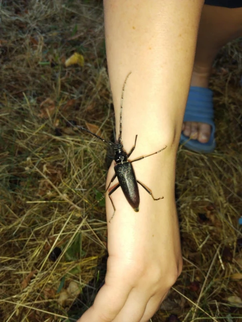 Cerambyx cerdo - nagy hőscincér