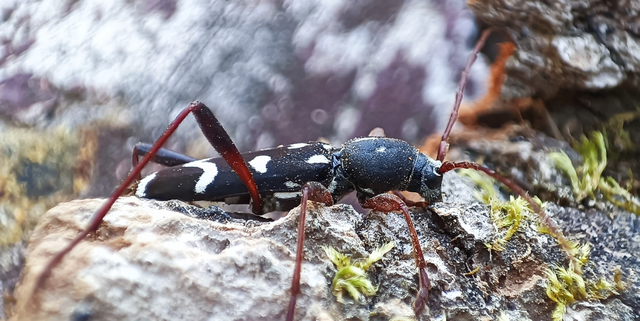 Isotomus speciosus - nyírfa-darázscincér