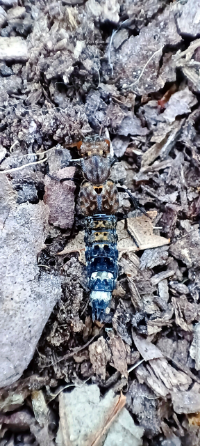 Ontholestes murinus - márványos holyva