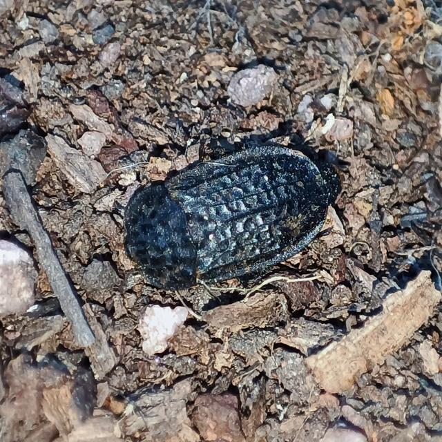Thanatophilus rugosus - ripacsos dögbogár
