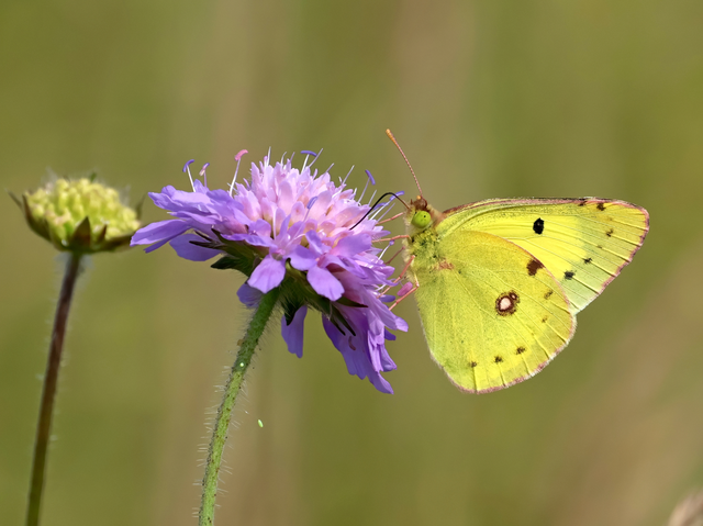Colias erate - csángó-kéneslepke