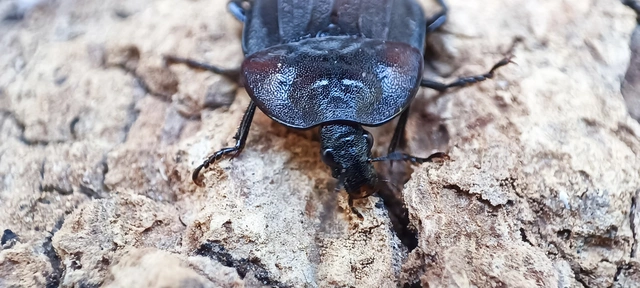 Phosphuga atrata - bordás csigarabló