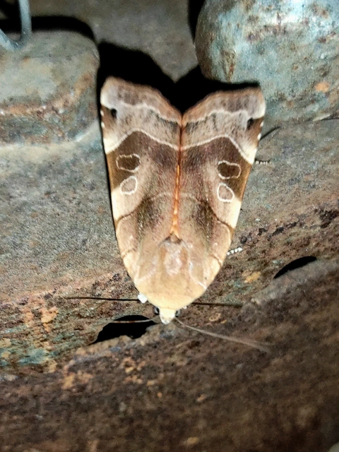 Noctua fimbriata - szélessávú sárgafűbagoly
