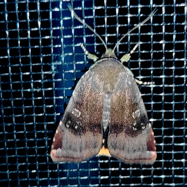 Noctua janthe - lappangó sárgafűbagoly