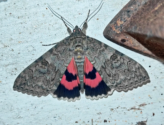 Catocala nupta - piros övesbagoly
