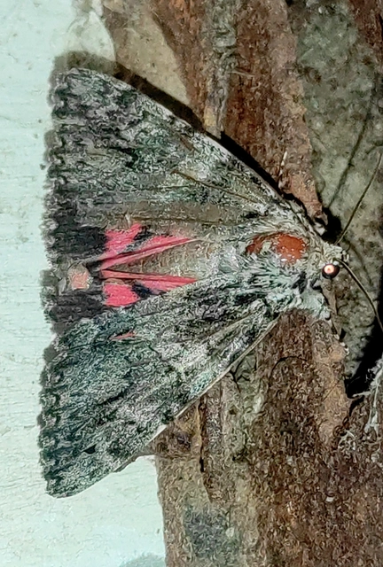 Catocala promissa - kis tölgyfa-övesbagoly