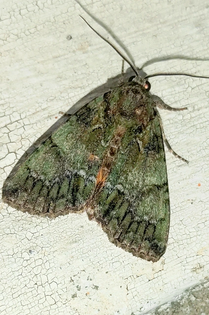 Polyphaenis sericata - selyemfényű erdeibagoly
