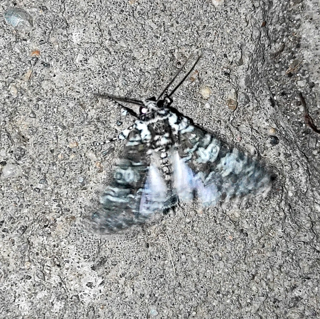 Lamprosticta culta - hármasfoltú bagoly