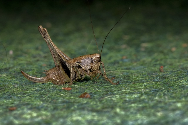 Pholidoptera griseoaptera - szürke avarszöcske