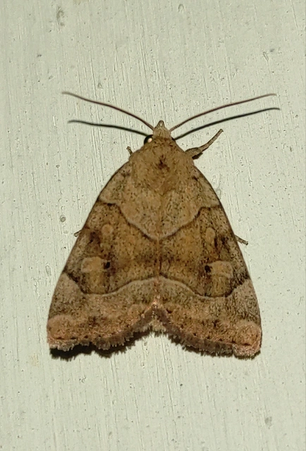 Cosmia trapezina - közönséges lombbagoly
