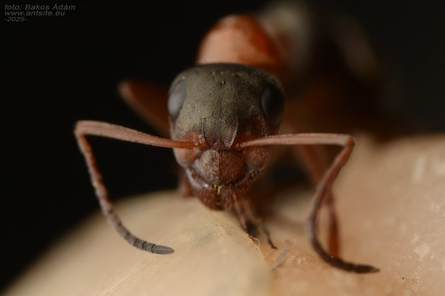 Formica rufibarbis - vörös rabszolgahangya