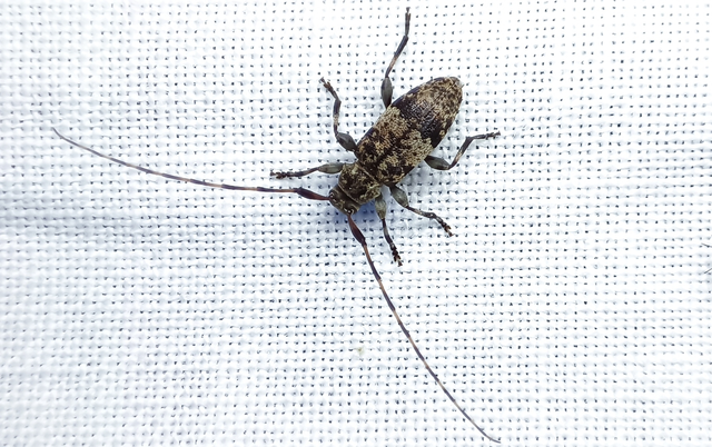 Leiopus nebulosus - öves gesztcincér