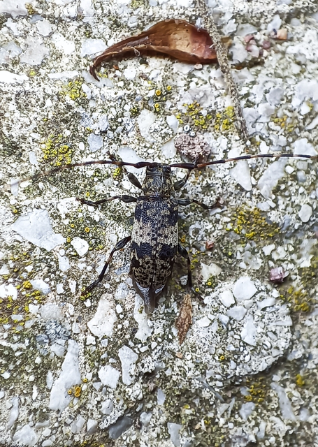 Leiopus nebulosus - öves gesztcincér