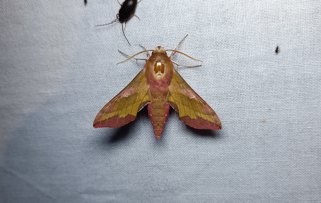 Deilephila porcellus - piros szender