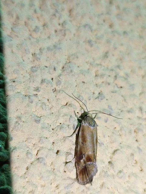 Rhyacionia buoliana - fenyőilonca