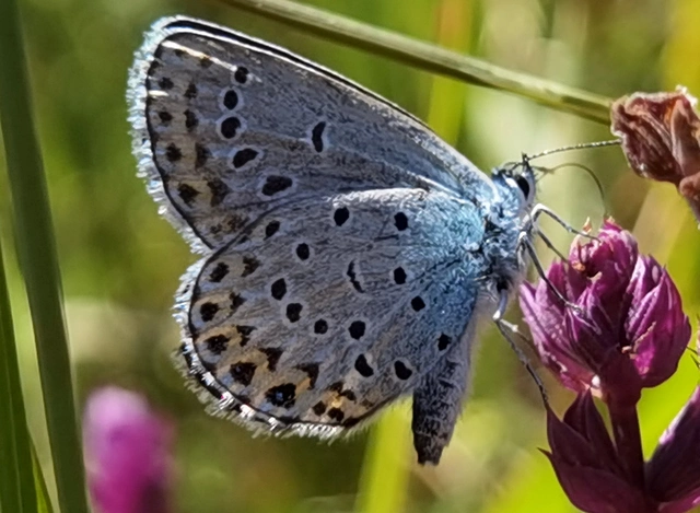 Plebejus argyrognomon - tintakék boglárka