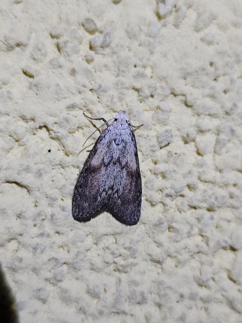 Aphomia sociella - méhviaszmoly