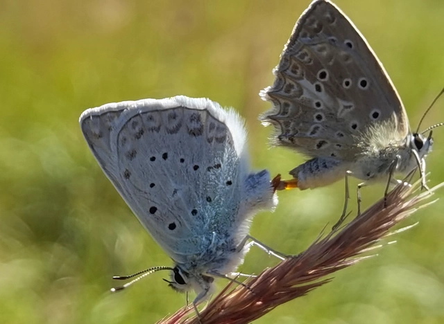 Polyommatus daphnis - csipkés boglárka