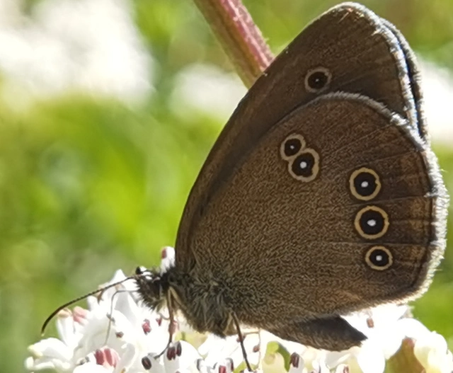 Aphantopus hyperanthus - közönséges ökörszemlepke