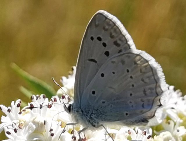 Polyommatus daphnis - csipkés boglárka