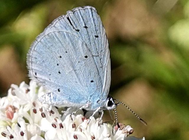 Celastrina argiolus - bengeboglárka