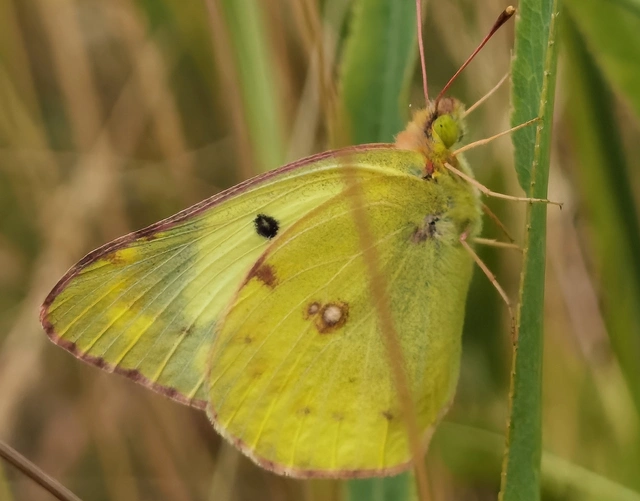 Colias hyale - kéneslepke