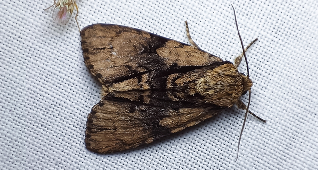 Acronicta alni - éger-szigonyosbagoly
