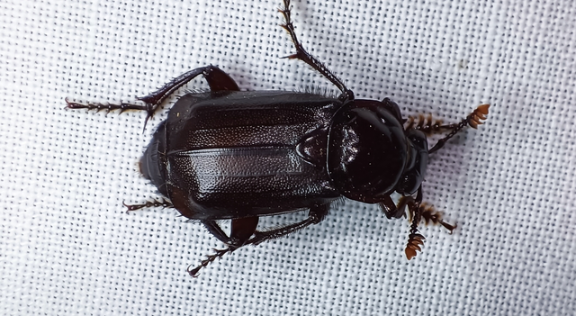 Nicrophorus humator - fekete temetőbogár