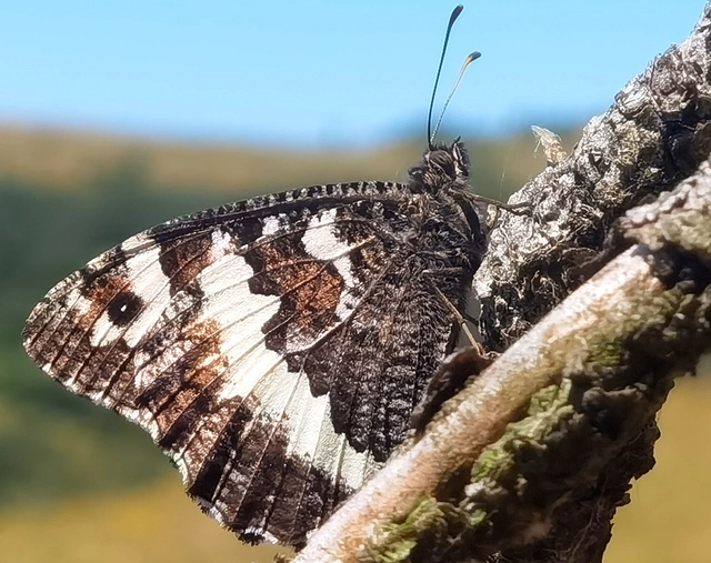 Brintesia circe - fehéröves szemeslepke